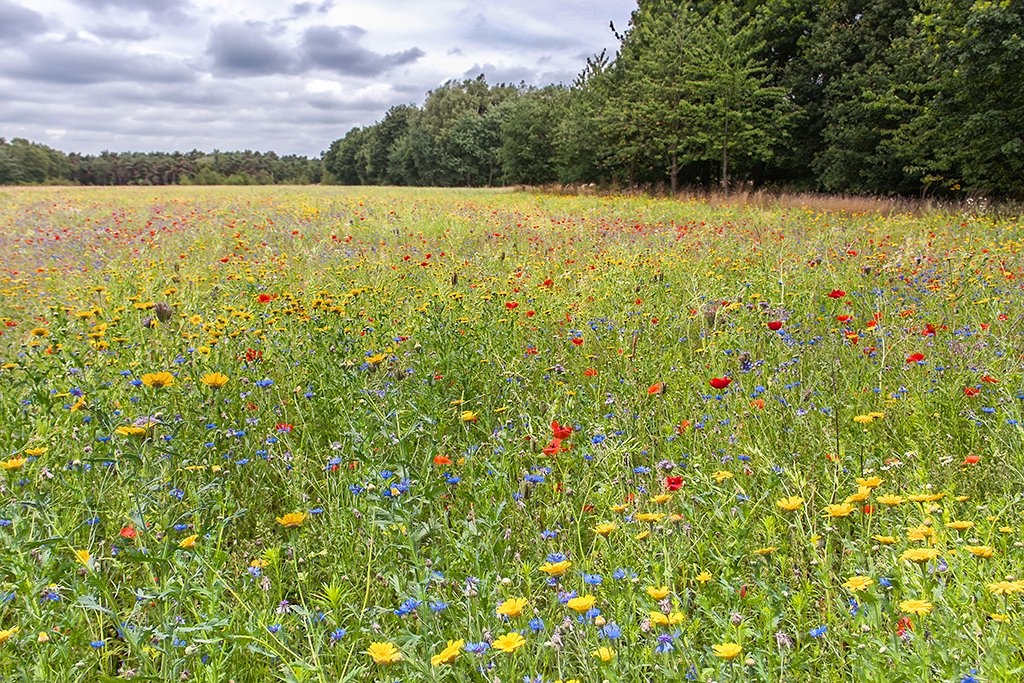 20150715_16 20.jpg - Wilde bloemen Beverbeekse Heide